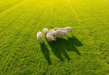 Animal health as a sustainability driver for Europe’s food system Animal health as a sustainability driver for Europe’s food system