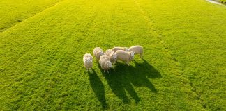 Animal health as a sustainability driver for Europe’s food system