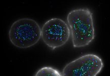 Researchers find promising way to boost immune response to cancer