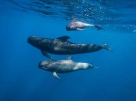 Harvard study shows reduced PFAS levels in North Atlantic pilot whales