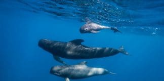 Harvard study shows reduced PFAS levels in North Atlantic pilot whales