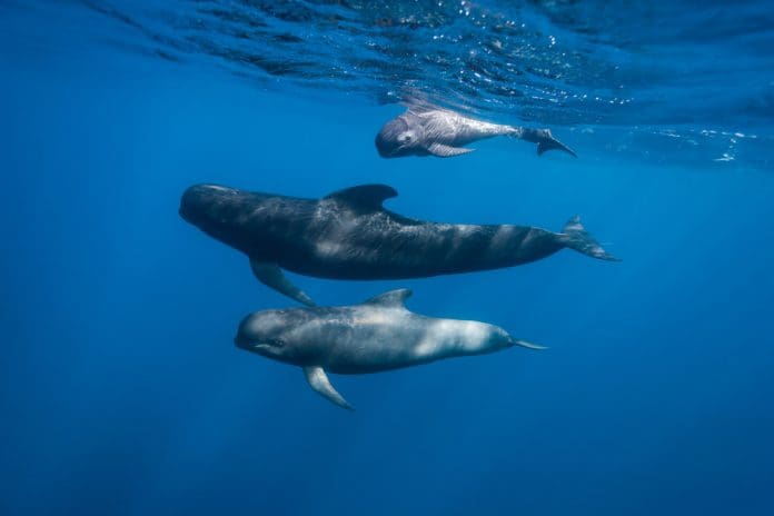 Harvard study shows reduced PFAS levels in North Atlantic pilot whales