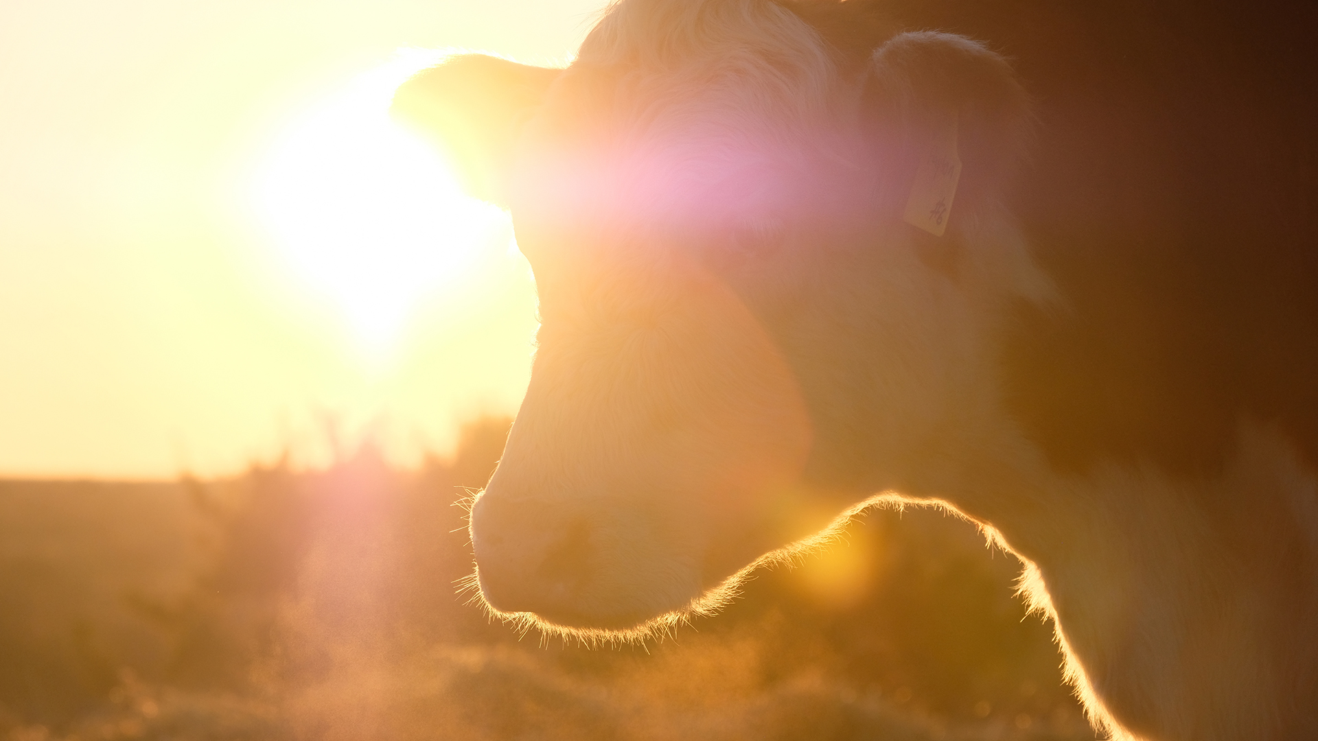 Why measuring methane production matters: New research highlights GreenFeed’s advantage over concentration-only sniffers